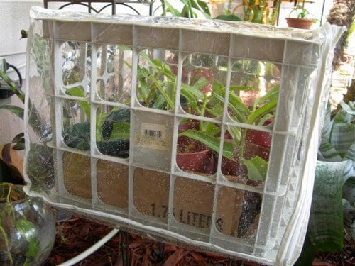 Mini green house