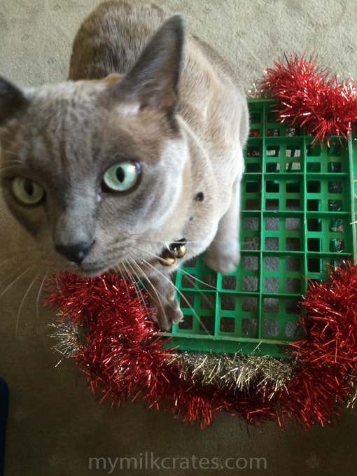 Christmas crate cat