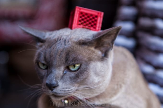 Tiny crate and grumpy cat