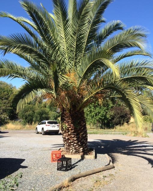 Crates under the palm tree