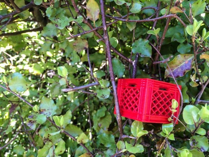 Tiny crate in a bush