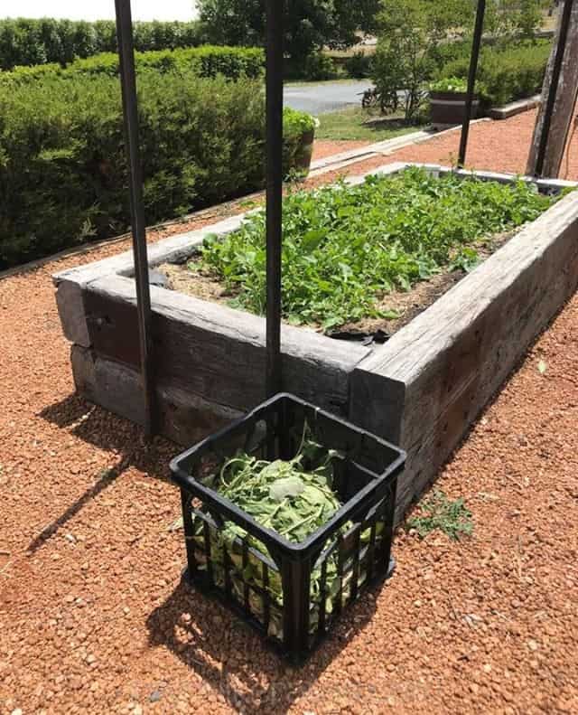 Kitchen garden crate