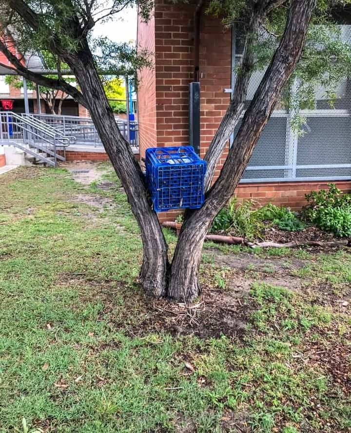 Tree crate